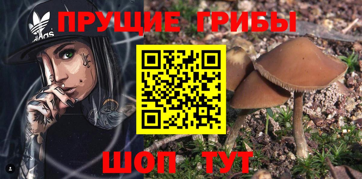 Галлюциногенные грибы Psilocybe Чайковский